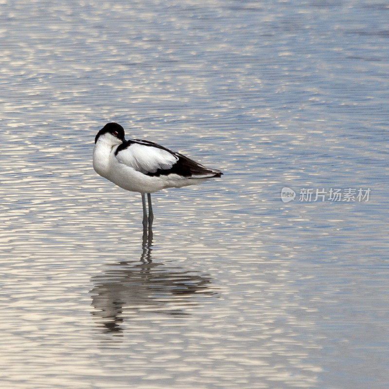 Pied Avocet, Recurvirostra avosetta:在水中休息但警惕;Etosha_NP
